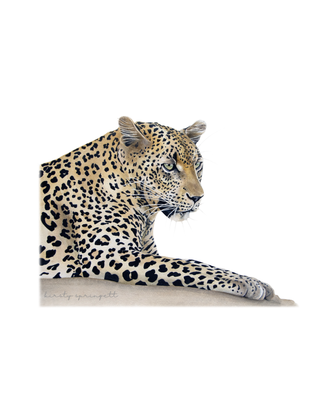 Wildlife Collection
