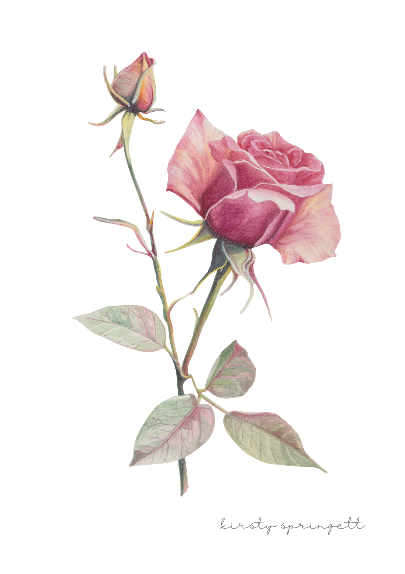 Botanical Collection