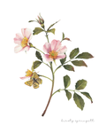 Quiet Bloom - Dog Rose Print