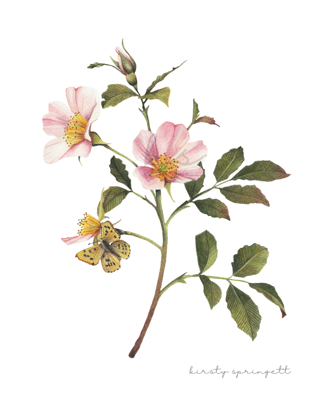Quiet Bloom - Dog Rose Print