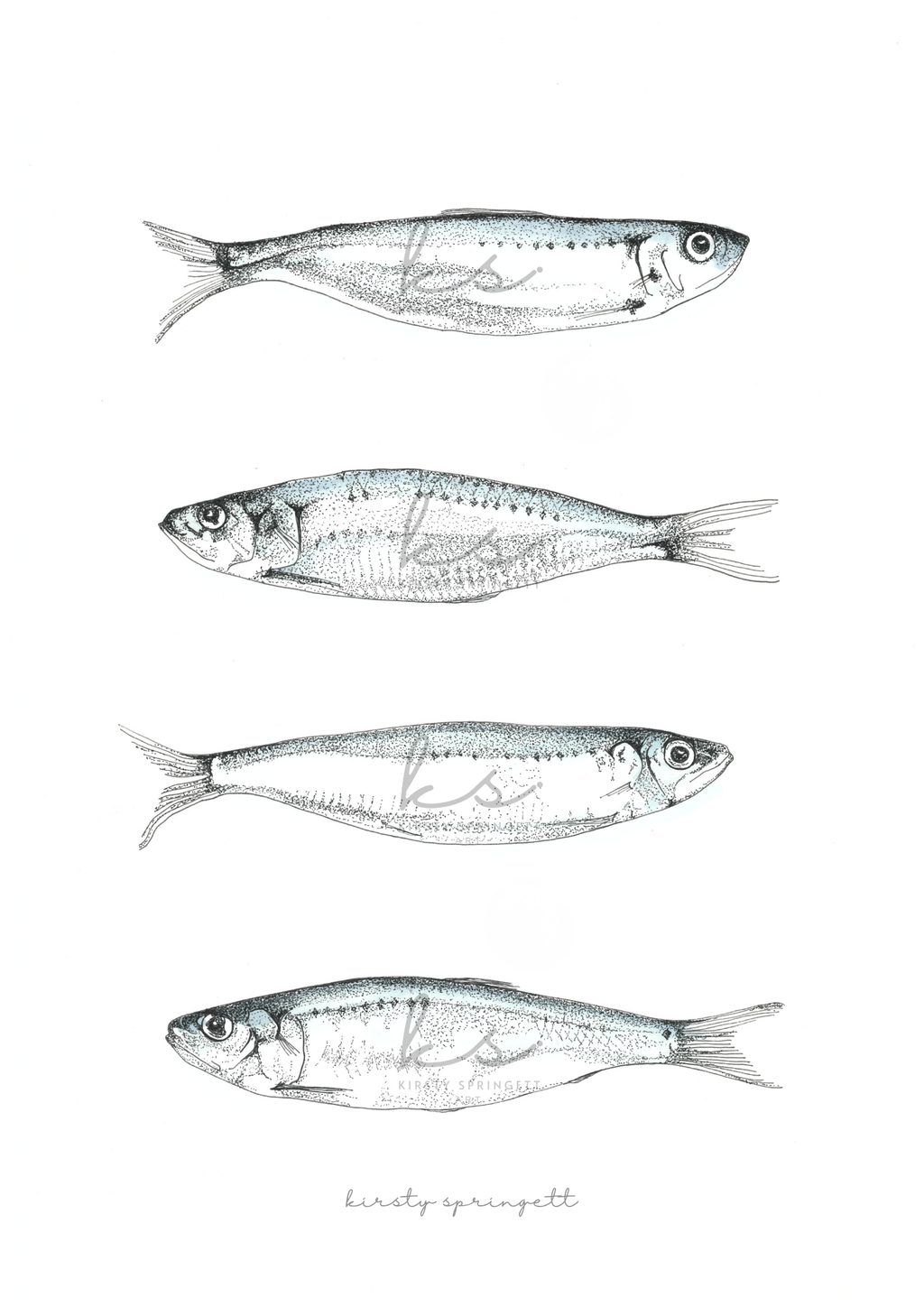 Sardine Study I Print