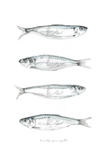 Sardine Study I Print