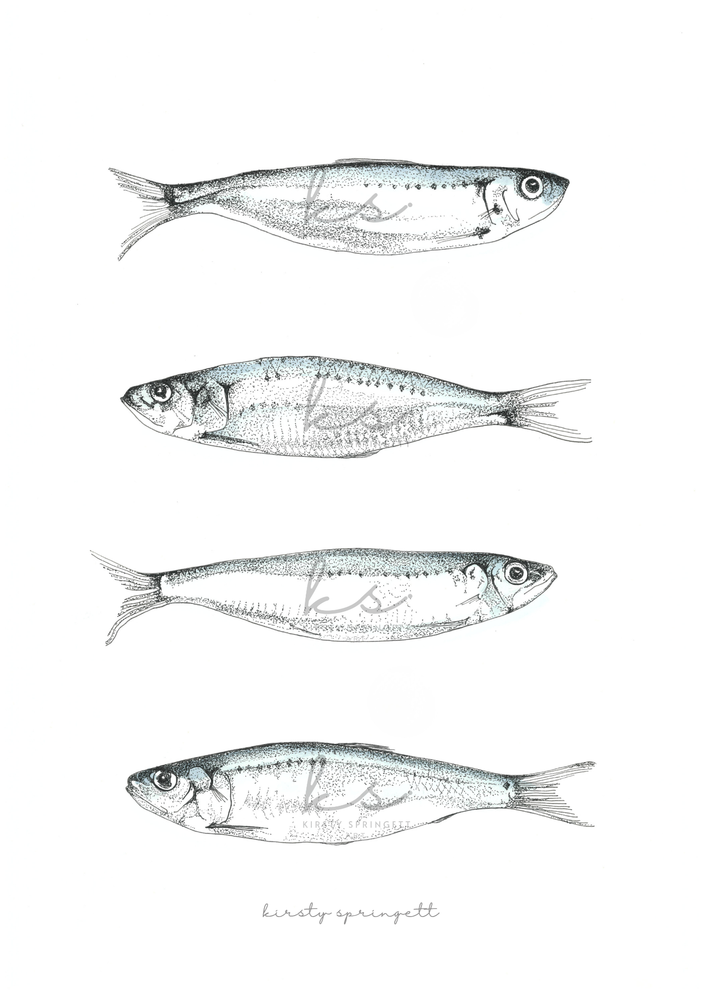 Sardine Study I Print