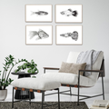 Freshwater Fish Collection (4 A4 Prints)