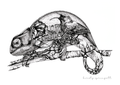 Chameleon Print