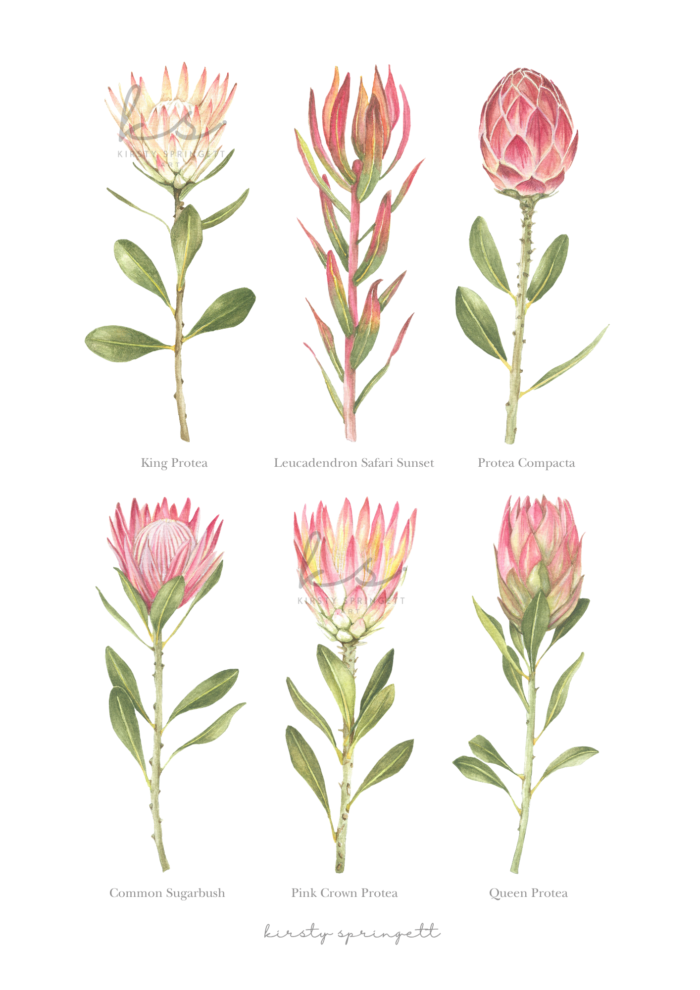Proteas Print