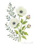 Anemone Study Print