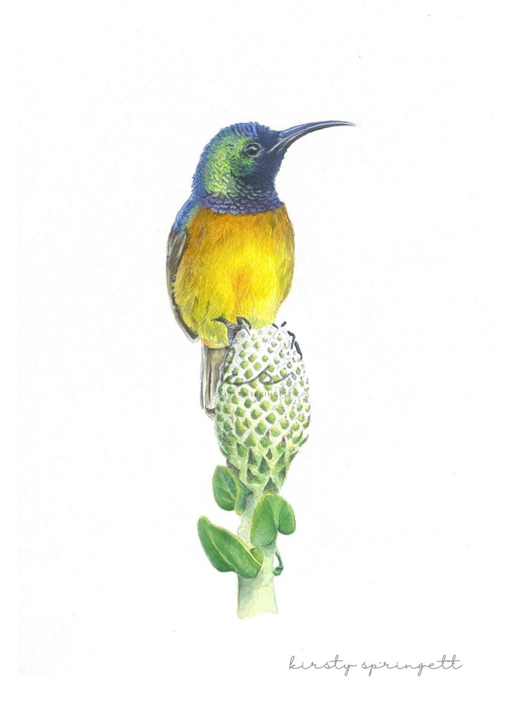 Orange Breasted Sunbird Print