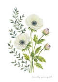 Anemone Study