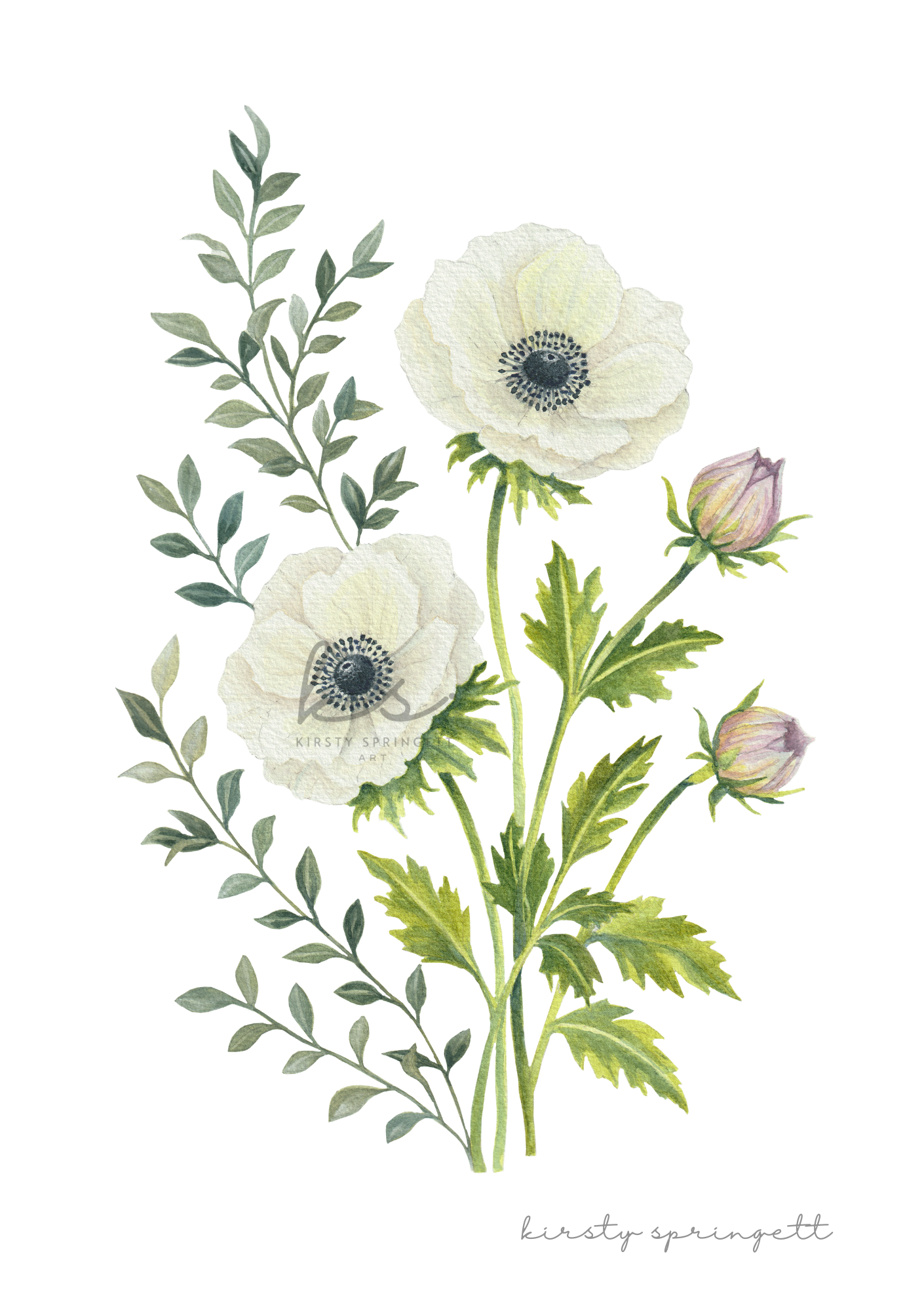 Anemone Study