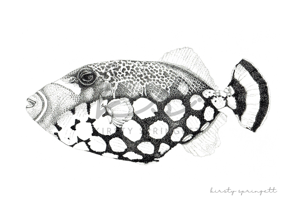 Clown Triggerfish