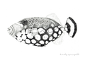 Clown Triggerfish