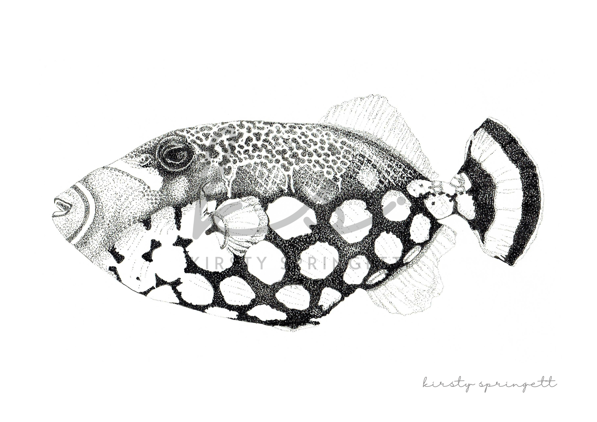 Clown Triggerfish