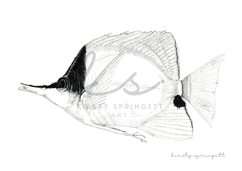 Copperband Butterflyfish