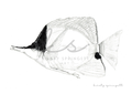 Copperband Butterflyfish