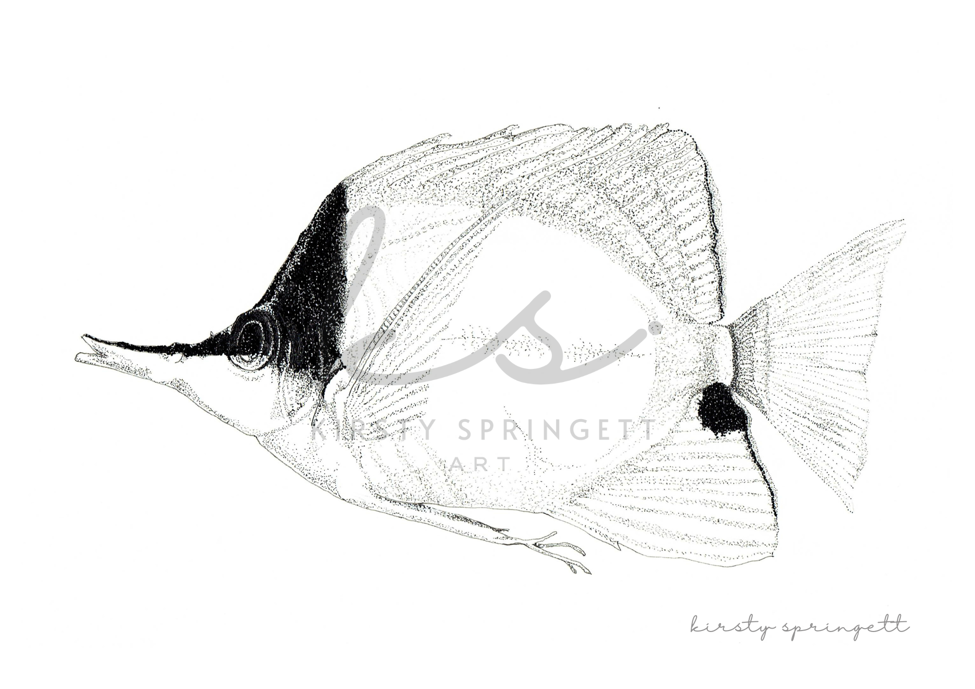Copperband Butterflyfish