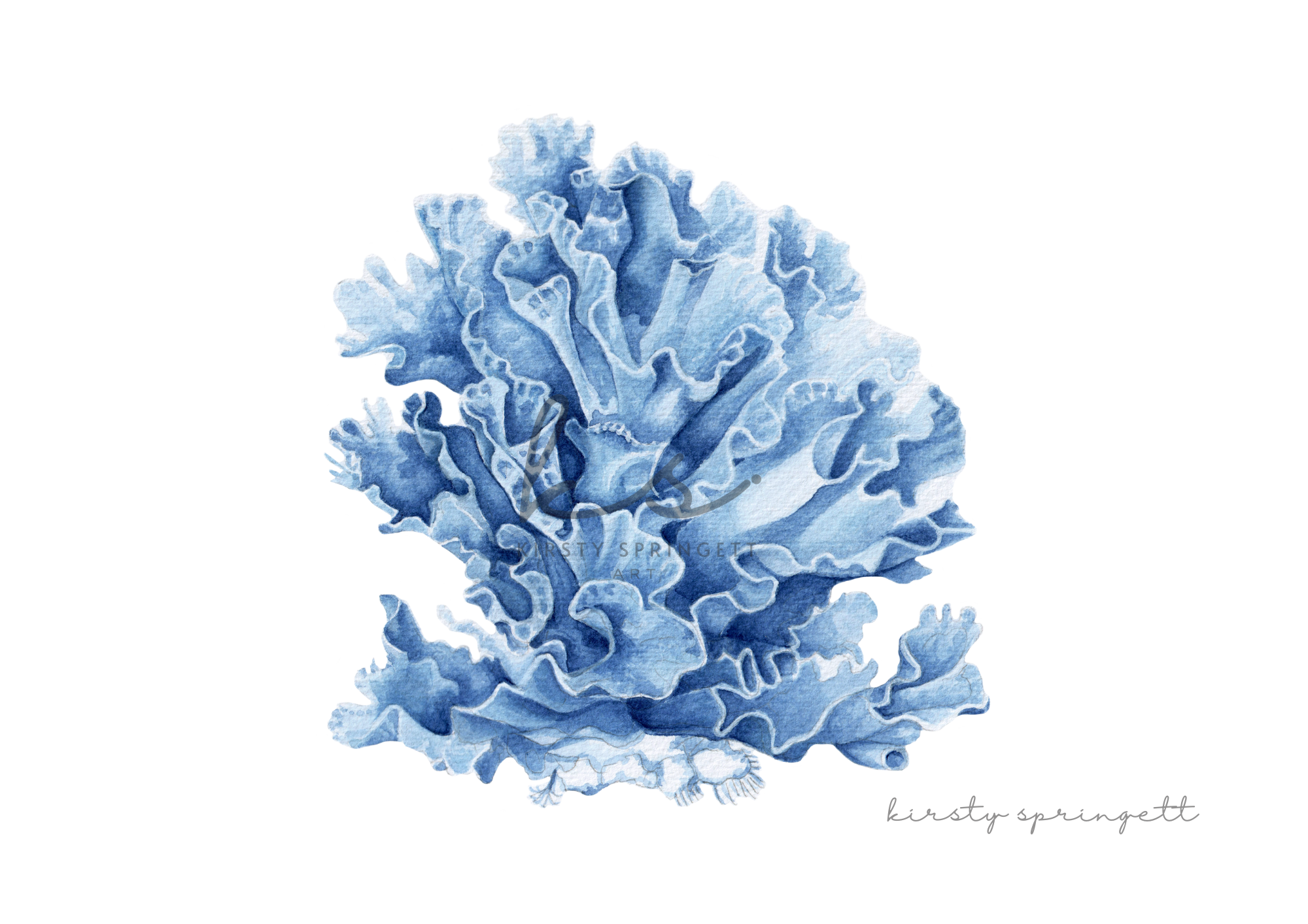 Coral Study III Print