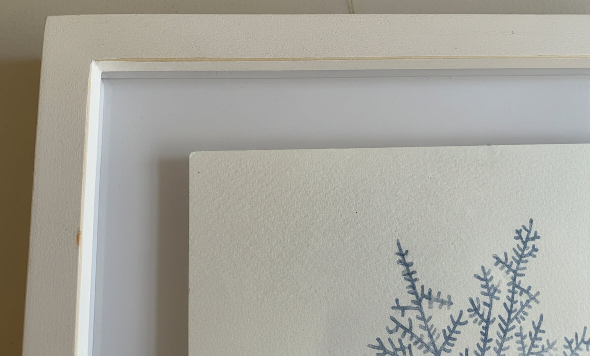 Coral Study I