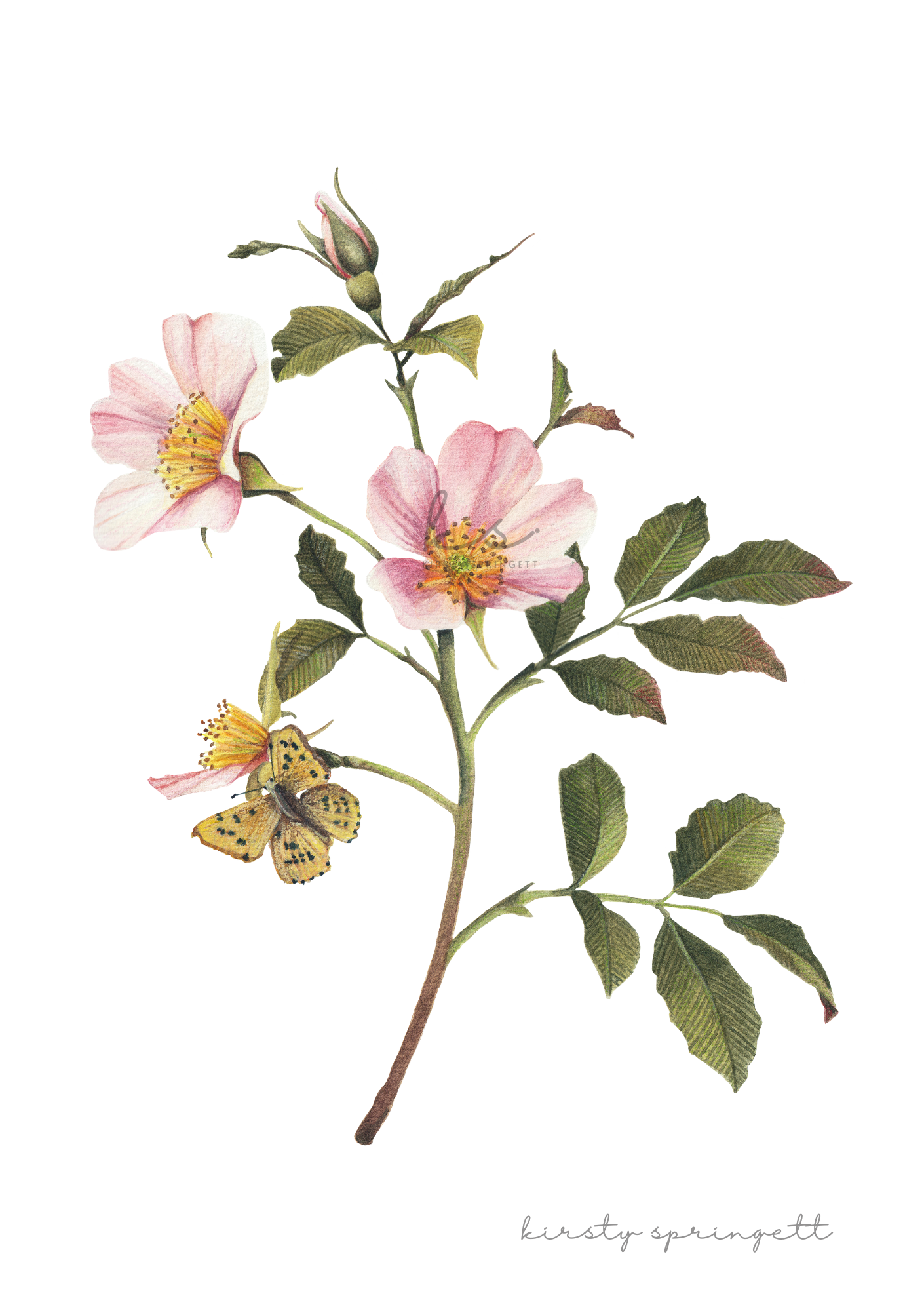 Quiet Bloom - Dog Rose