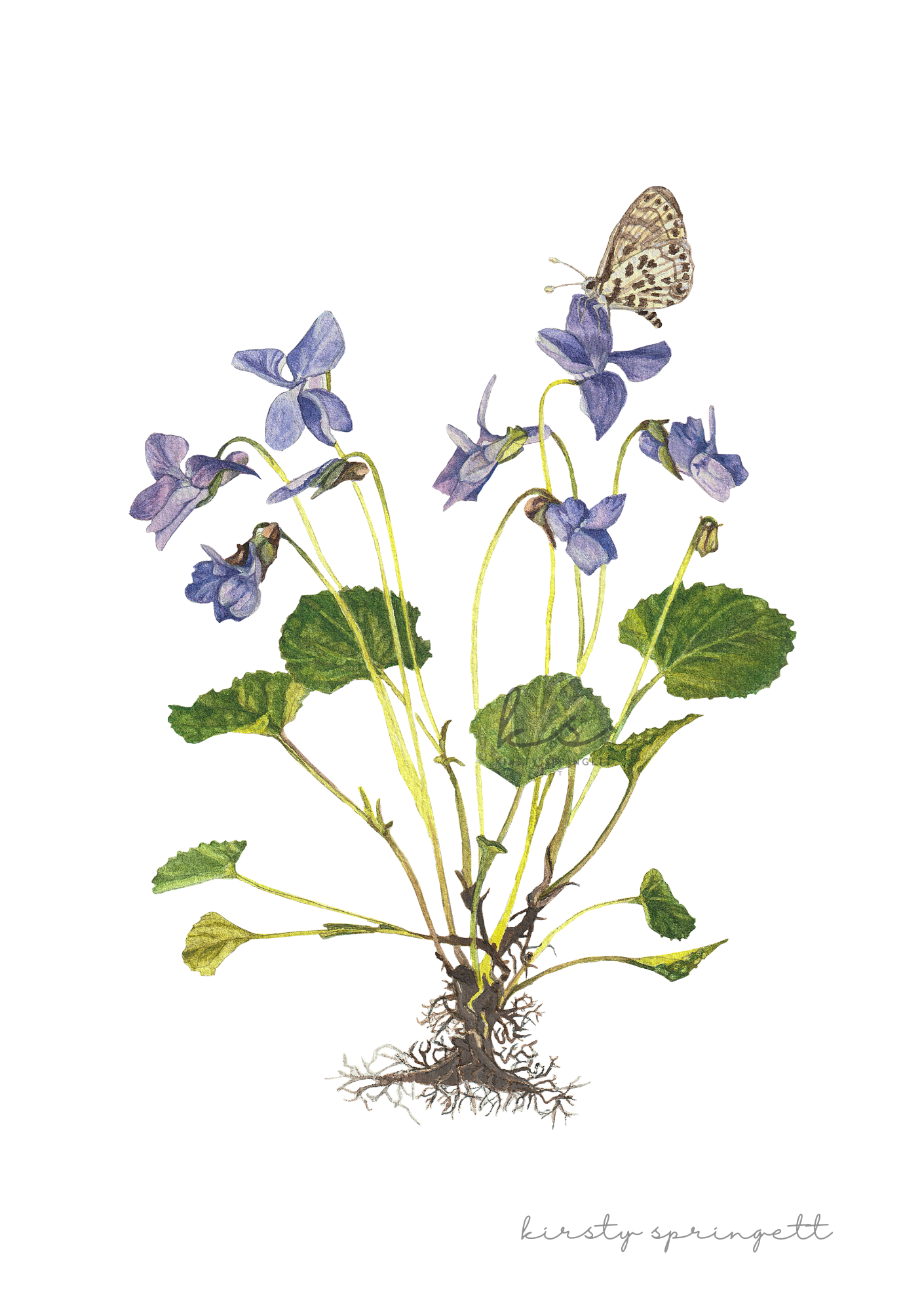 Wild Violets Print