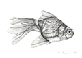 Goldfish
