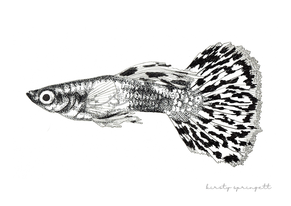 Guppy Fish