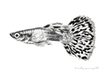 Guppy Fish