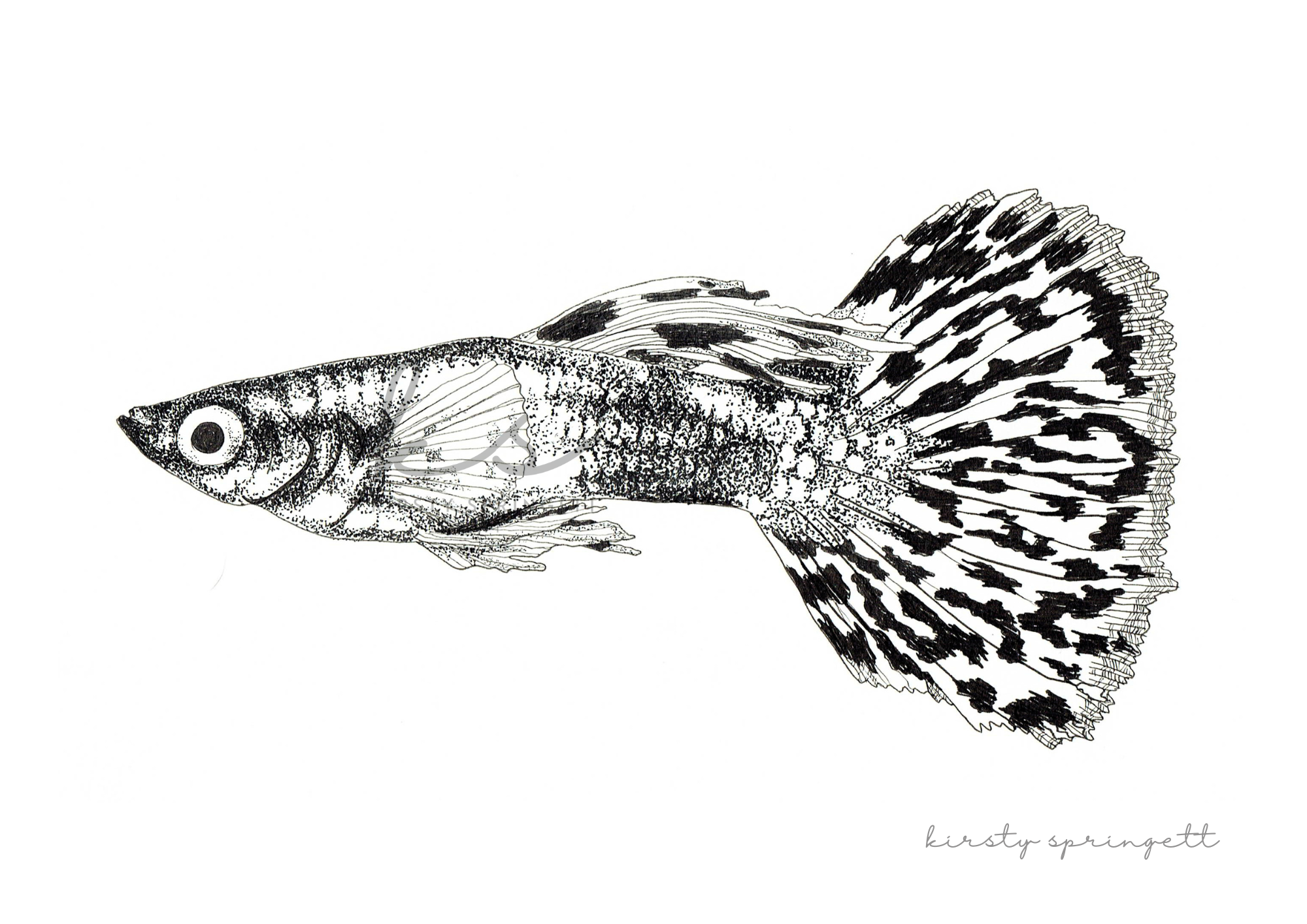 Guppy Fish