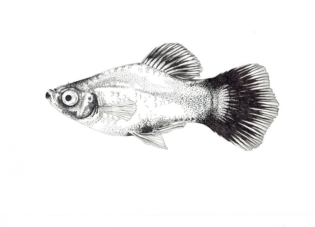 Freshwater Fish Collection (4 A4 Prints)