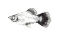 Molly Fish Print