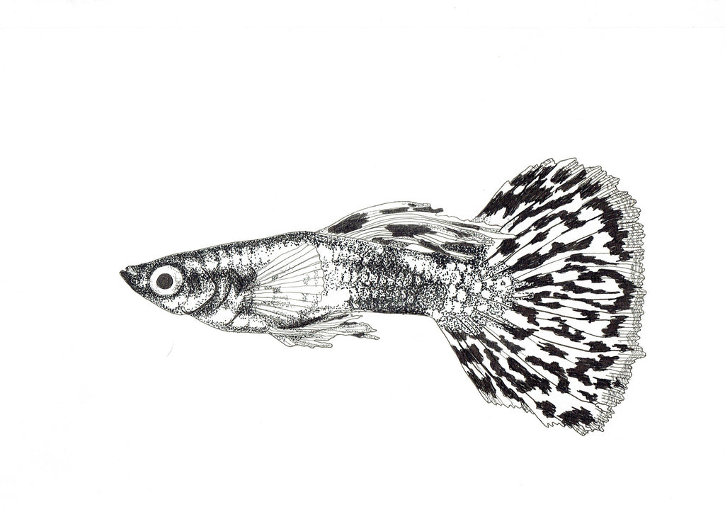 Freshwater Fish Collection (4 A4 Prints)