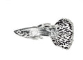 Guppy Fish Print