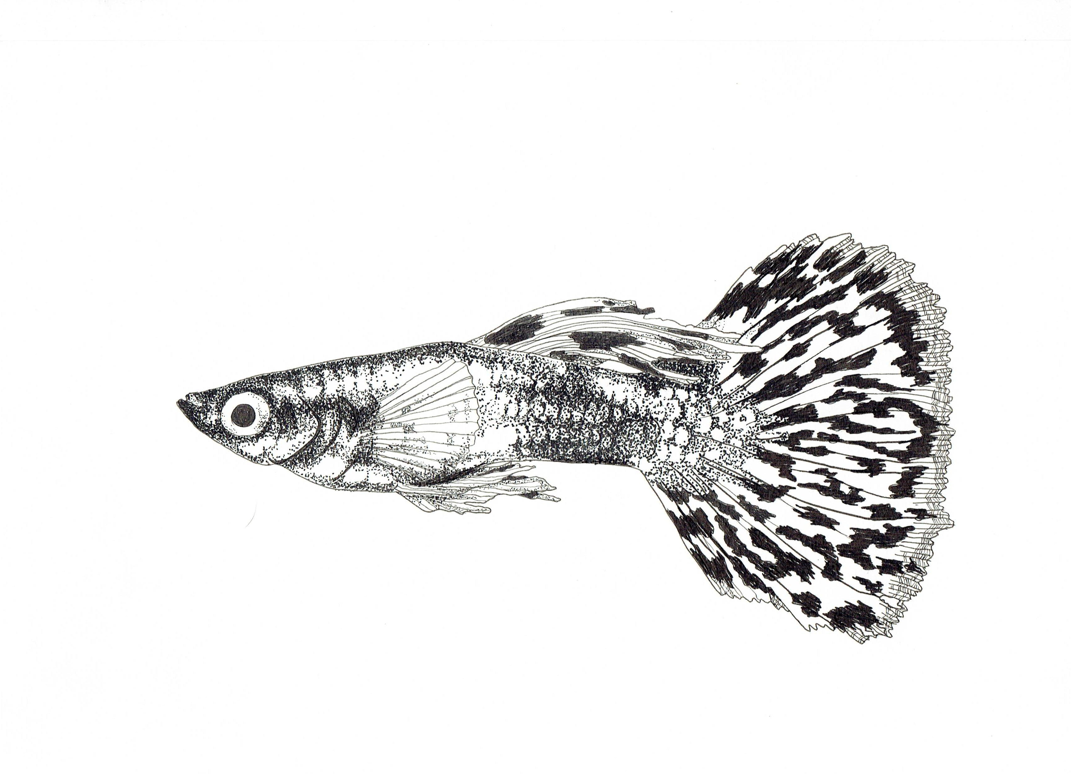 Freshwater Fish Collection (4 A4 Prints)
