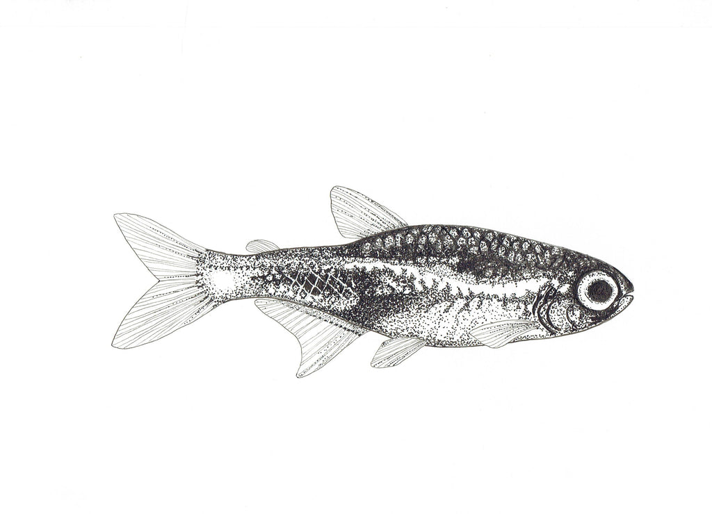 Freshwater Fish Collection (4 A4 Prints)