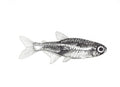Neon Tetra Fish Print
