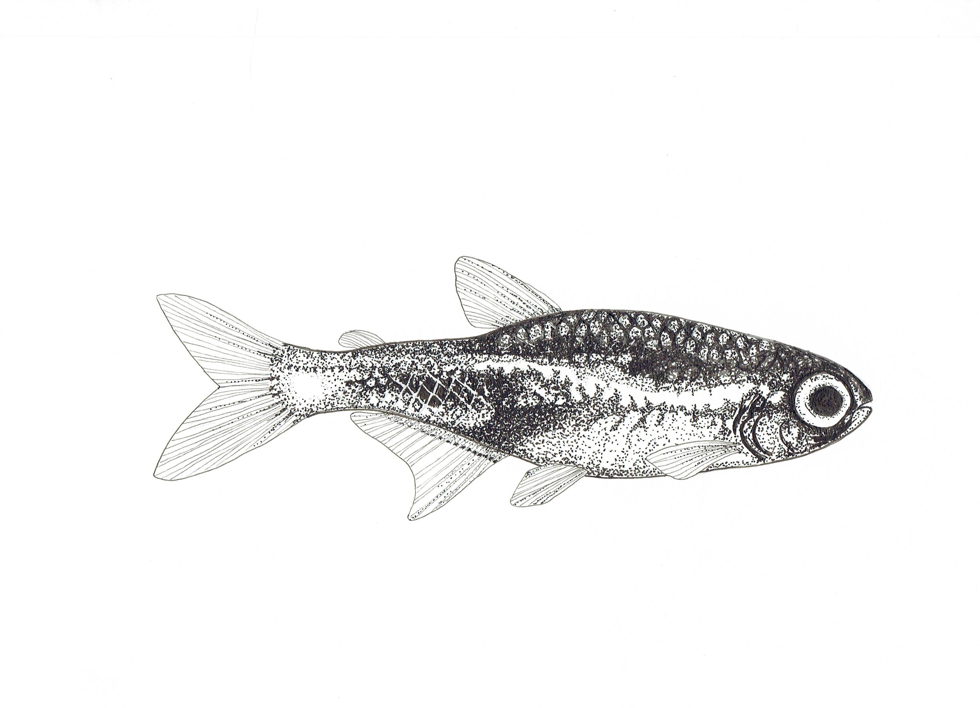 Freshwater Fish Collection (4 A4 Prints)