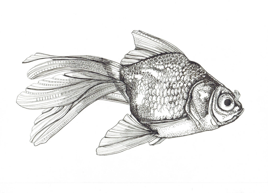 Freshwater Fish Collection (4 A4 Prints)