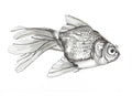 Goldfish Print