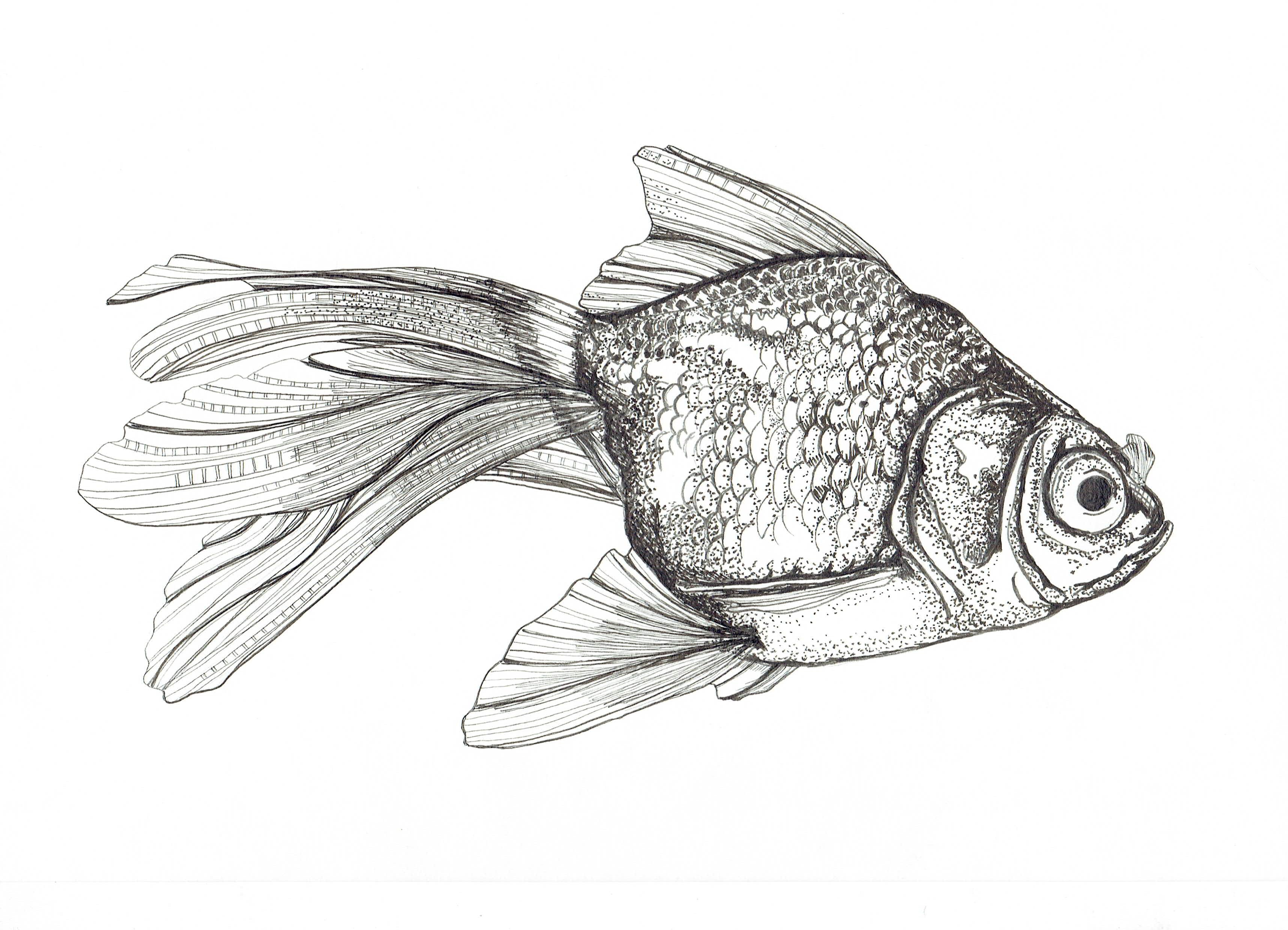 Freshwater Fish Collection (4 A4 Prints)