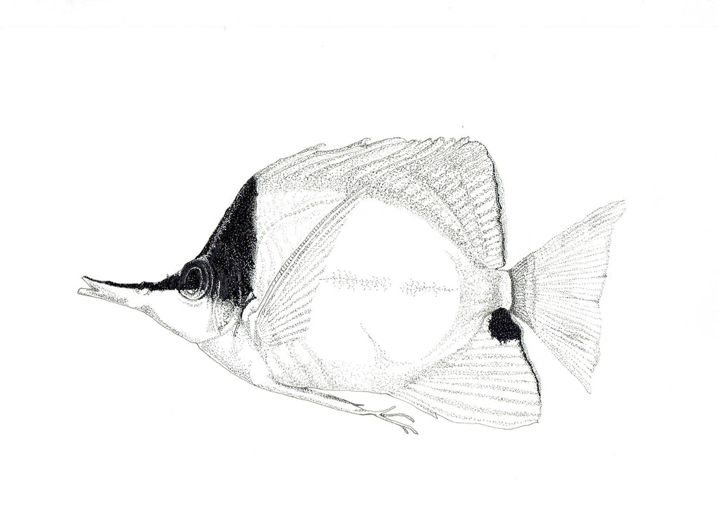 Marine Fish Collection (4 A4 Prints)