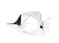Copperband Butterflyfish Print