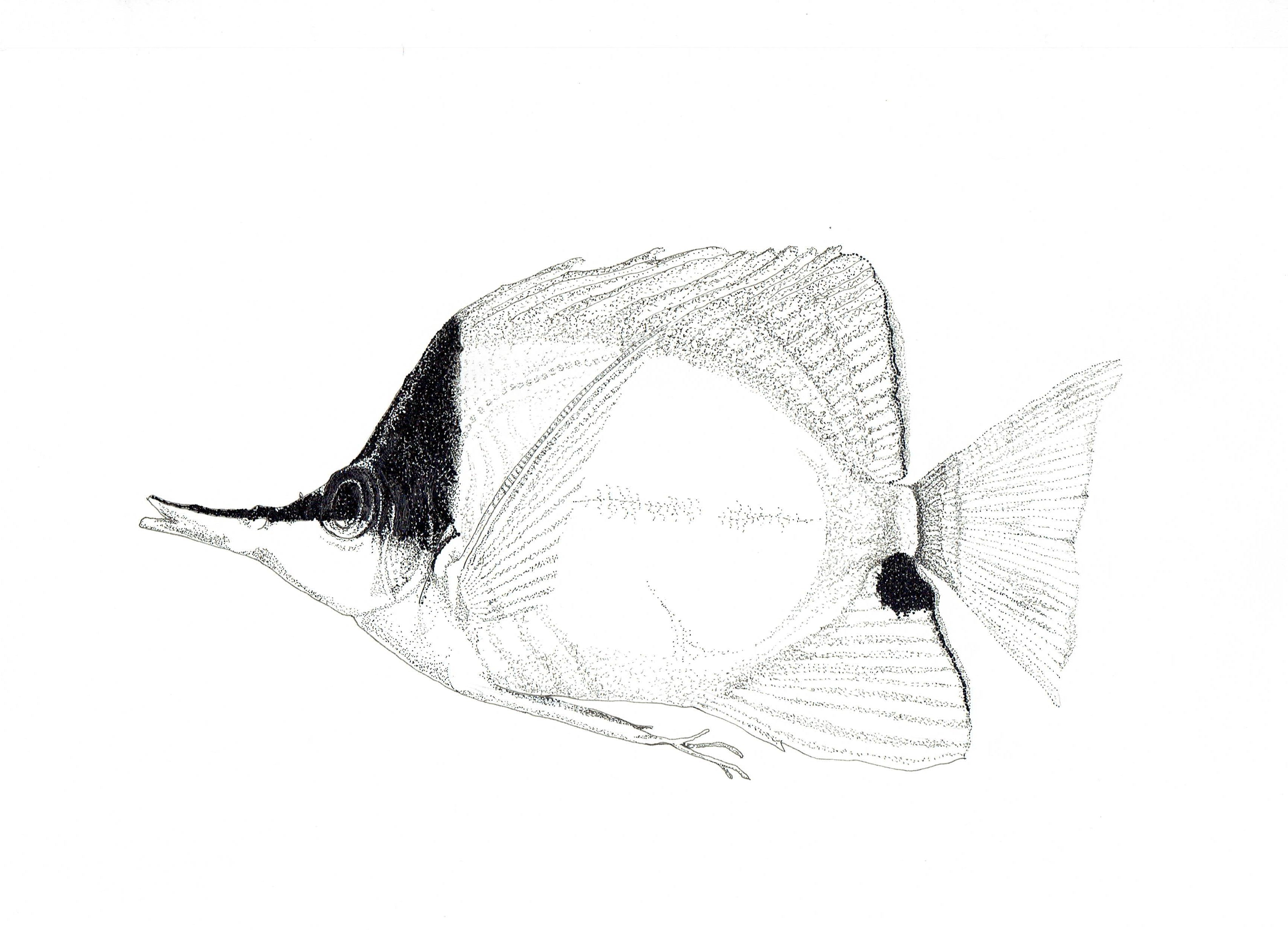 Copperband Butterflyfish Print