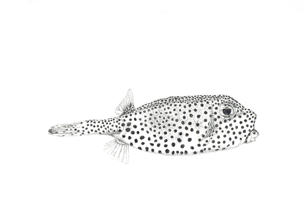 Marine Fish Collection (4 A4 Prints)