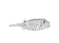 Spotted Boxfish Print