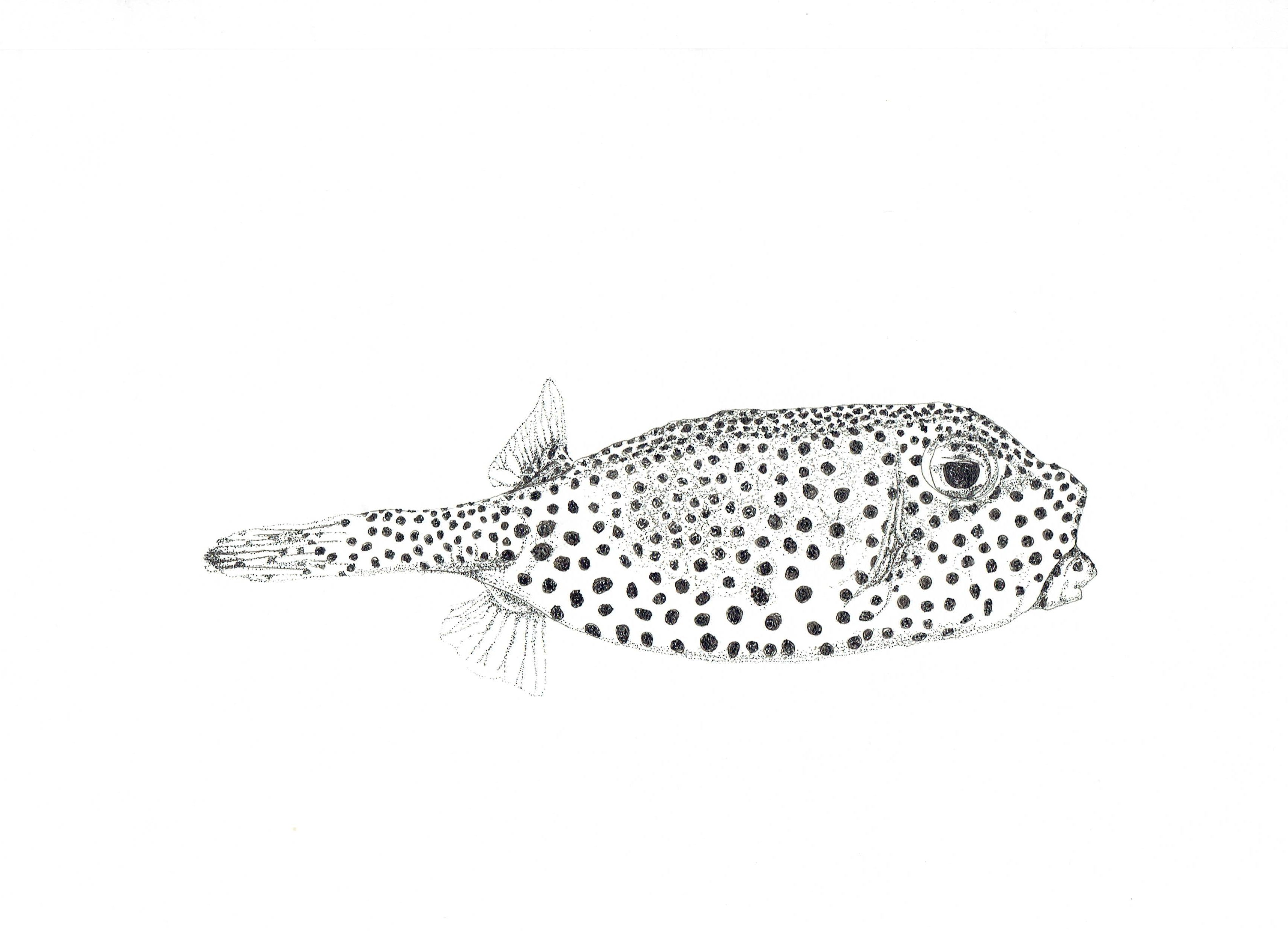 Marine Fish Collection (4 A4 Prints)