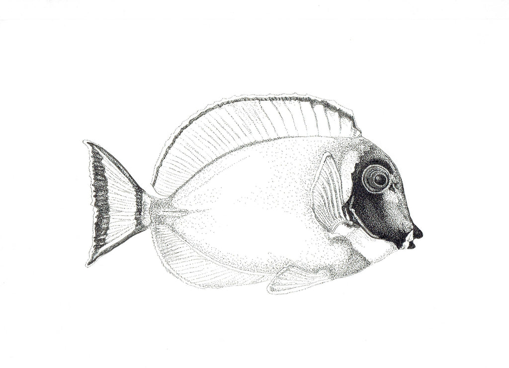 Marine Fish Collection (4 A4 Prints)
