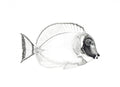 Powder Blue Surgeon Fish Print