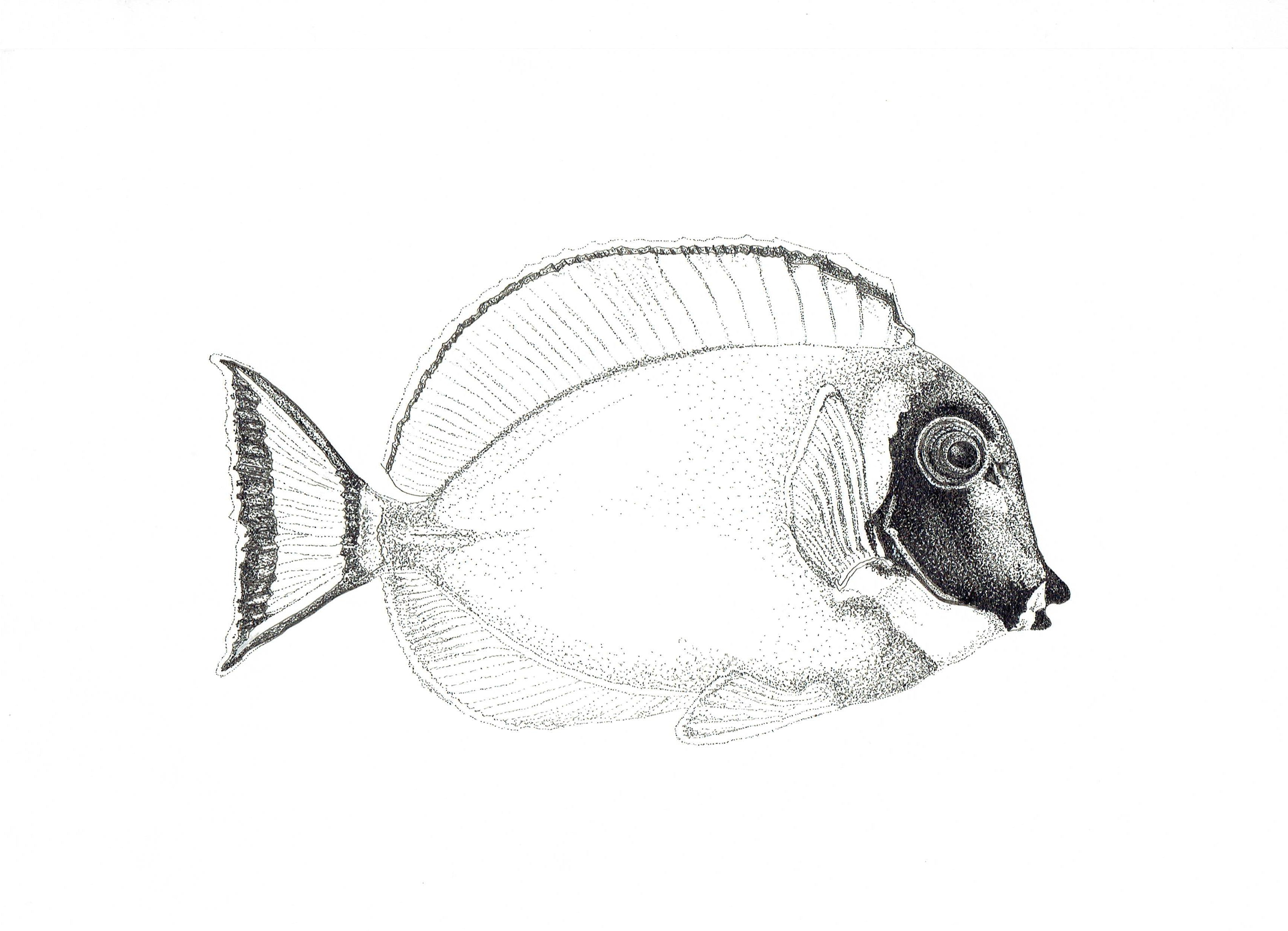Marine Fish Collection (4 A4 Prints)