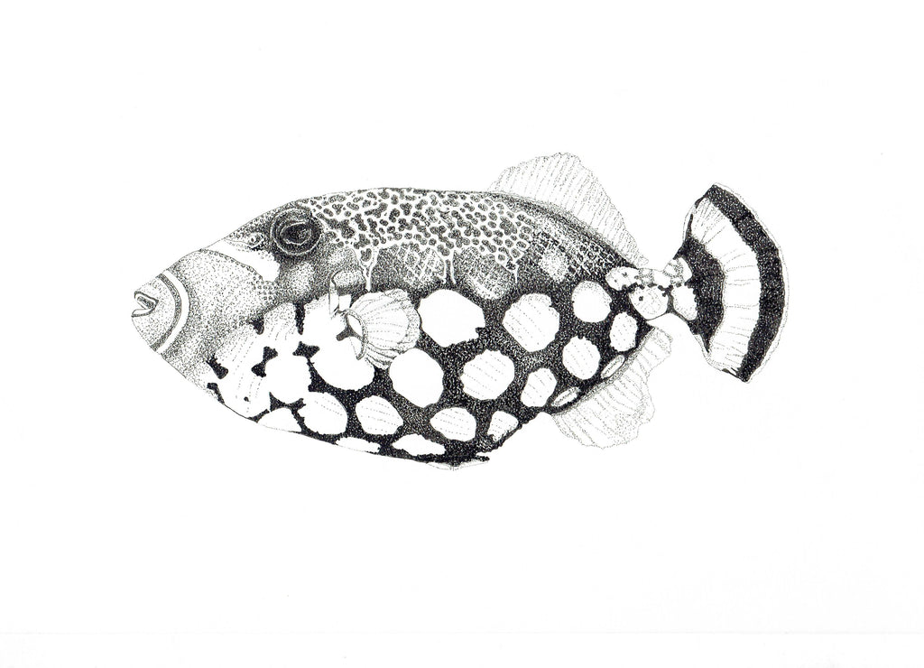 Marine Fish Collection (4 A4 Prints)