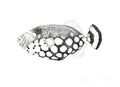 Clown Triggerfish Print